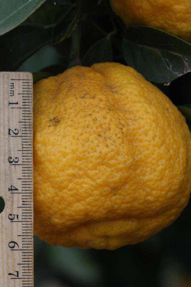            Fruit (South Afircan, Riverside, CA)   